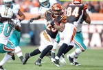 Bernard Scott (28) of the Cincinnati Bengals runs with the ball during the NFL game against the Miami Dolphins at Paul Brown Stadium on October 31, 2010 in Cincinnati, Ohio. Photo by Andy Lyons/Getty Images ....